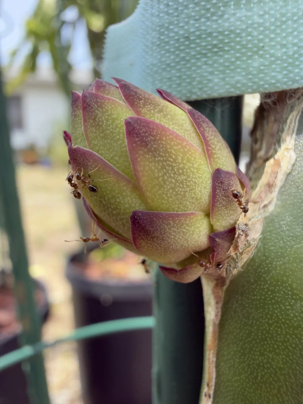 A Lake Atitlan flower bud on the plant, its green scales edged and tipped in deep magenta.