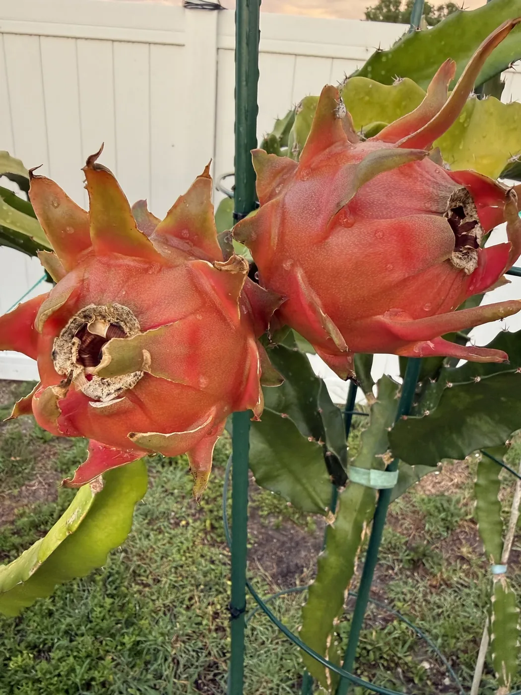 Two Peachy Keen fruit ripening on the plant, their skin a soft orange-salmon shading to green at the bract tips, held on thick green stems.