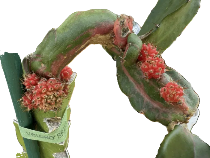 A Red Chimera branch, its green stem broken by irregular patches of deep red variegation.