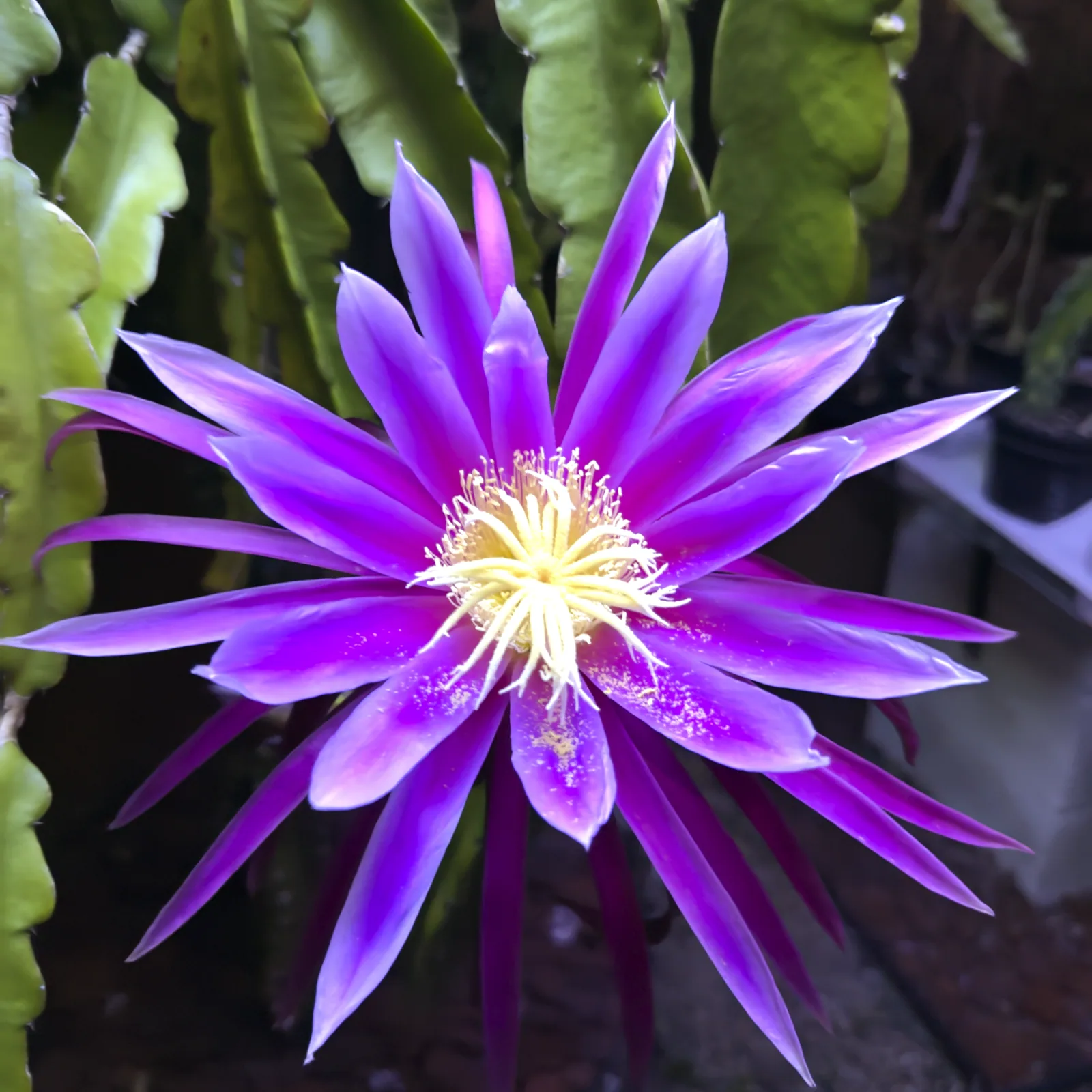 A Stenopterus Hybrid flower fully open, its narrow petals a vivid purple fading to violet at the tips, around a dense crown of cream stamens.